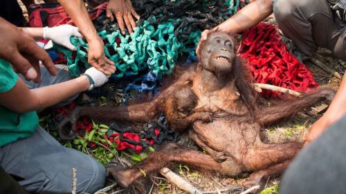 orangutan-with-baby
